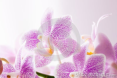 Pink Orchids Stock Photo