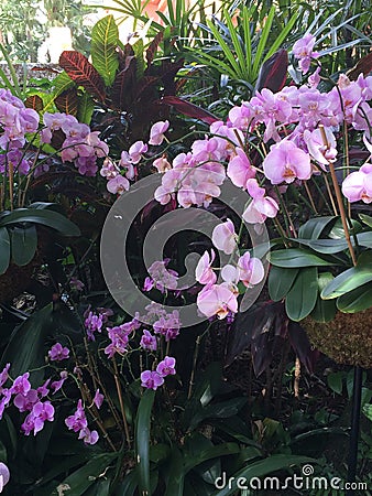 Pink Orchids in a Garden Stock Photo