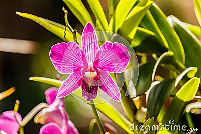 Pink Orcid Flower closup. Stock Photo