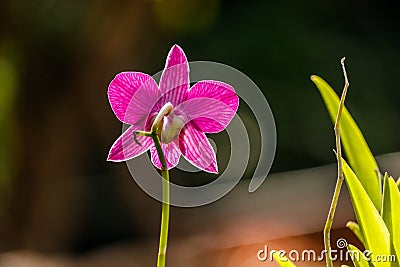 Pink Orcid Flower closup. Stock Photo