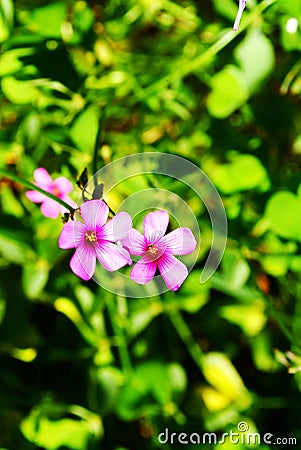 Pink oxalis Stock Photo