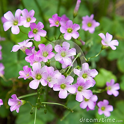 Pink oxalis(Oxalis corymbosa) Stock Photo