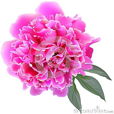 Pink paeonia flower with leaves Vector Illustration