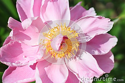 Pink Paeonia Flower on Sunset Stock Photo