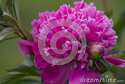 Pink paeonia Stock Photo