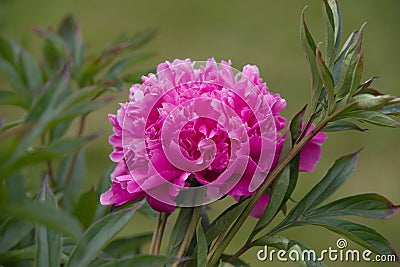 Pink paeonia Stock Photo