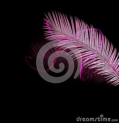 Pink palm tree with neon lights isolated on black. Stock Photo