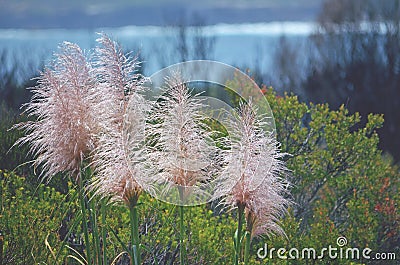 Pink pampas grass flower heads, Cortaderia jubata Stock Photo