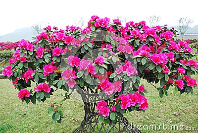 Pink peach azalea blooms Stock Photo