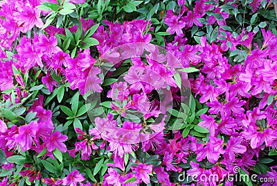 Pink peach azalea blooms Stock Photo