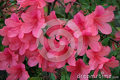 Pink Peach Azalea Blooms Stock Photo