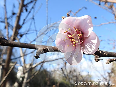 Pink peach blossom in autumn Stock Photo