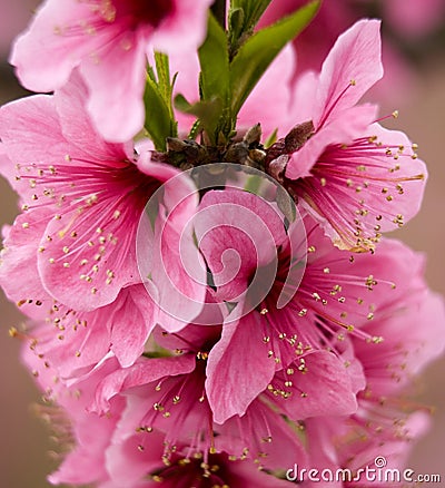 Pink Peach Blossoms Close Up Sichuan China Stock Photo