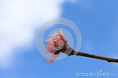 Pink Peach Bud Stock Photo