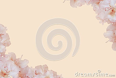 Pink peach colour flowers spring gentle background with empty free space for text Stock Photo