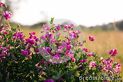 Pink peas and summer meadow flowers against the sky Stock Photo