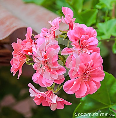 Pink Pelargonium, Geraniums flowers, close up, bokeh outdoor background Stock Photo