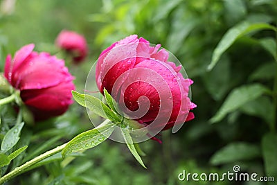 Pink peonies bloom in the garden on a rainy day. Stock Photo