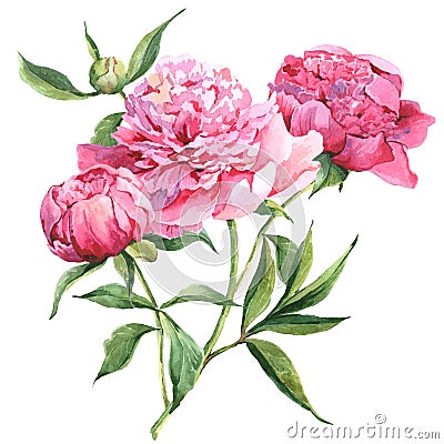 Pink peonies botanical watercolor illustration Cartoon Illustration