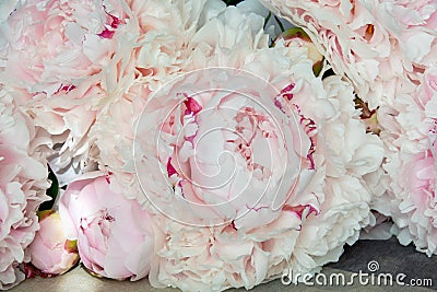 pink peonies in pastel colors close-up, flower pattern Sara Bernar Stock Photo