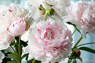 pink peonies in pastel colors close-up, flower pattern Sara Bernar Stock Photo