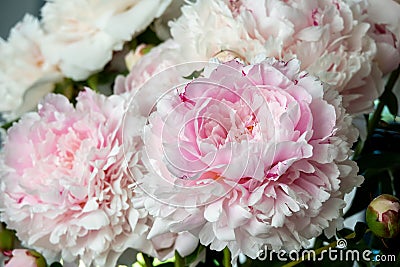 pink peonies in pastel colors close-up, flower pattern Sara Bernar Stock Photo