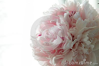 pink peonies in pastel colors close-up, flower pattern Sara Bernar Stock Photo