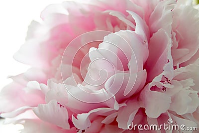 pink peonies in pastel colors close-up, flower pattern Sara Bernar Stock Photo