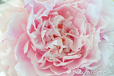 pink peonies in pastel colors close-up, flower pattern Sara Bernar Stock Photo