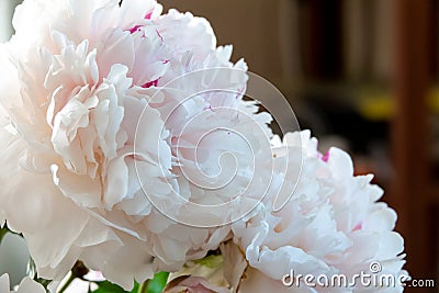 pink peonies in pastel colors close-up, flower pattern Sara Bernar Stock Photo