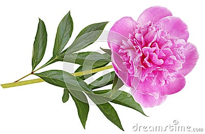 Pink Peony Stock Photo