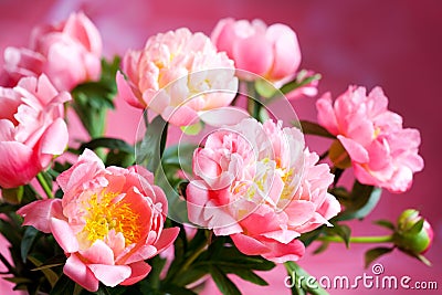 Pink peony Stock Photo