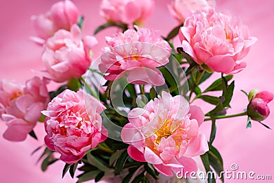 Pink peony Stock Photo