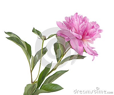 Pink Peony Stock Photo