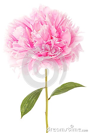 Pink peony Stock Photo