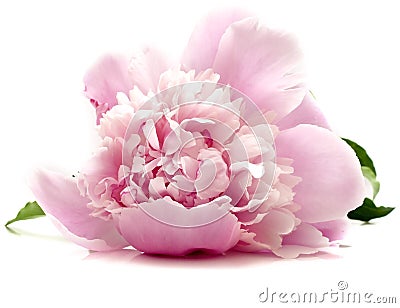 Pink peony Stock Photo