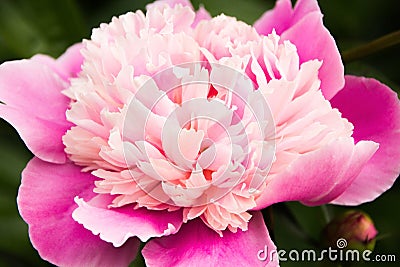 Pink peony Stock Photo