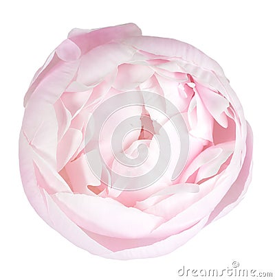 Pink peony Stock Photo