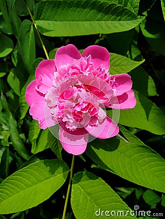 Pink peony Stock Photo