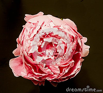 A Pink Peony bloom opening on a black background Stock Photo