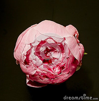 A Pink Peony bloom opening on a black background Stock Photo