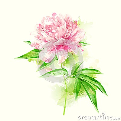 Pink peony with blots Vector Illustration