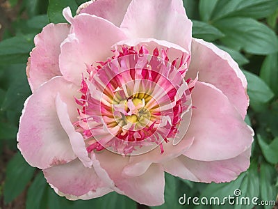 Pink Peony Center Close Up Stock Photo