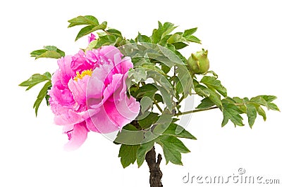 Pink peony flower Stock Photo