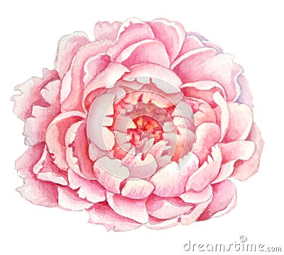 Pink Peony flower , flower of a beautiful delicate pink tree peony Cartoon Illustration