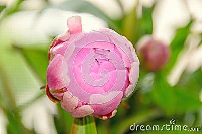 Pink peony flower with bud, bokeh blur background, genus Paeonia, family Paeoniaceae Stock Photo