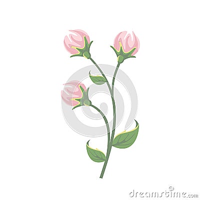 Pink Peony Flower Buds Icon Vector Illustration