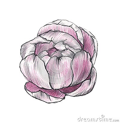 Pink peony flower closeup isolated on white background. Stock Photo