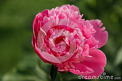 Pink peony flower on green background. Soft focused shot. Spring blossom Stock Photo