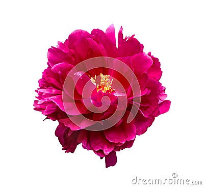 Pink peony flower isolated on white background Stock Photo